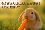 【意外と知らない】うさぎさんとにんじんの関係：本当に好き？与えてもいい？【ルピナスラビトリー監修】