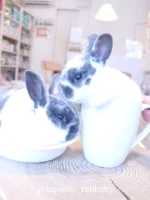 うさぎ用品通販】専門店が厳選！ 安心グッズとアイテムで飼い方を徹底