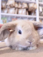 うさぎ用品通販】専門店が厳選！ 安心グッズとアイテムで飼い方を徹底