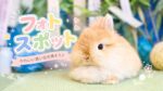 今月のフォトスポットは七夕仕様！夏のおやつ「やみつき むしゃむしゃスイカ」もご紹介
